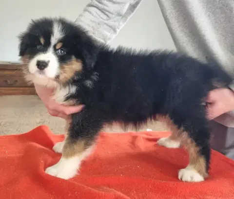 Berger Australien  Chiot N°4 Des Hirondelles Du Voyag 09e7f