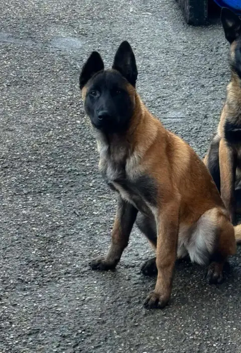 Berger Belge  Chiot 10 Von Husla Hof