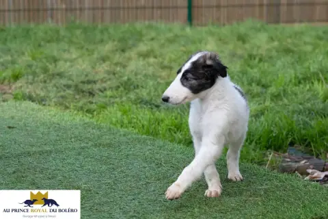 Barzoi  Ariège Au Prince Royal Du Boléro