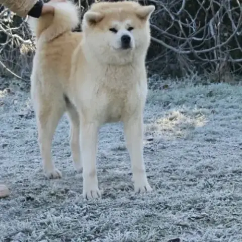 Douce Akita Inu Femelle Stérilisée De 8 Ans