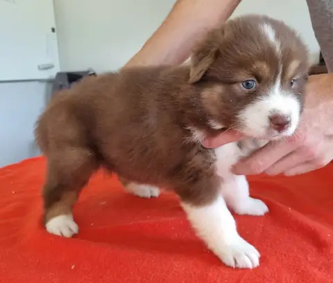 Berger Australien  Chiot N°5 Des Hirondelles Du Voyag 78961 photo 2