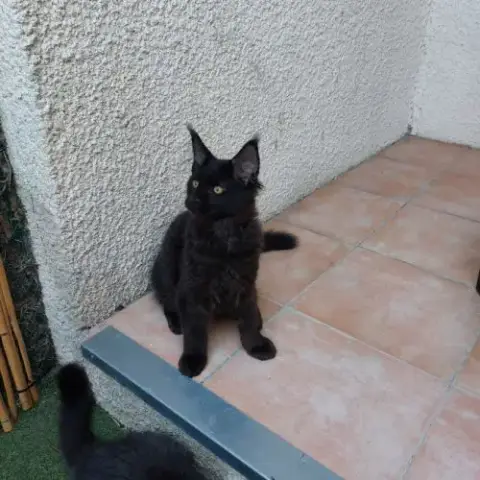 Très Beaux Chatons Maine Coon