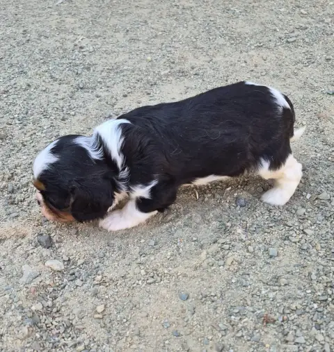 Cavalier King Charles Spaniel  B... De Paline photo 3