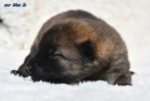 Eurasier  Chiot 4 Des Legendes De Retz photo 2