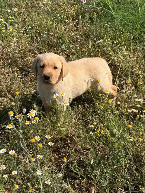 Labrador Retriever  Chiot N°2 Du Clos Du Barrian