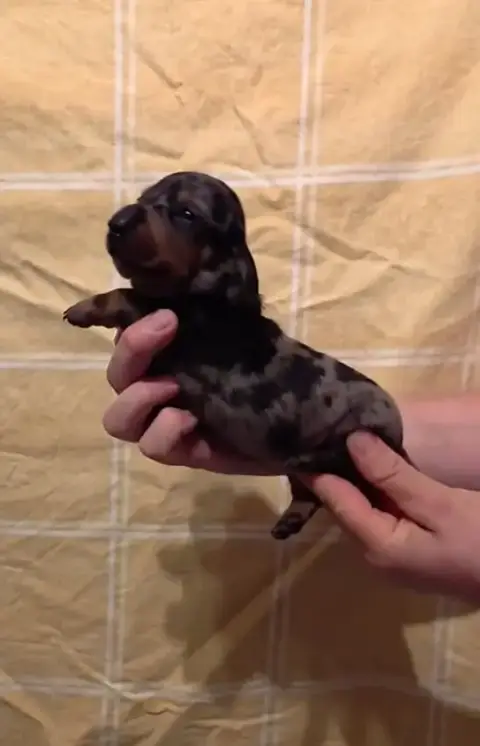 Teckel Poil Ras  Chiot photo 3