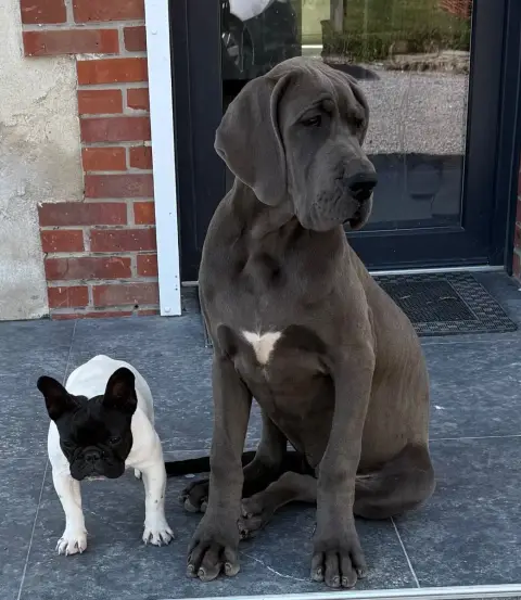 Dogue Allemand  Accapella Du Jardin Royal photo 2