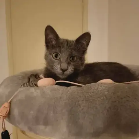 Smokie Adorable Chipie