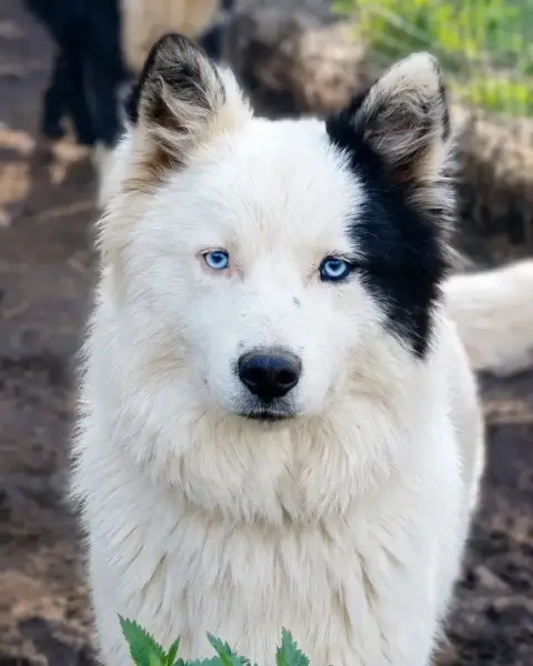 Laika De Iakoutie  Baisse De Prix Top Chiots Laika *  d339a