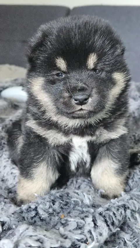 Shiba  Baïka De British And Us