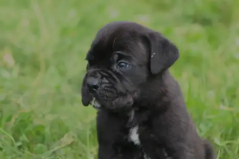 Cane Corso  Chiot N°4