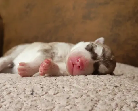Siberian Husky  Betamèche Of The Northern Moon