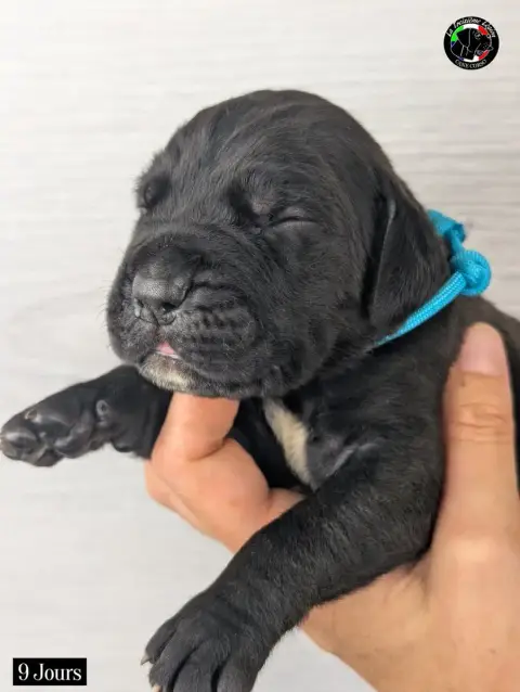 Cane Corso 
                        Collier Bleu Ciel 72a0f
