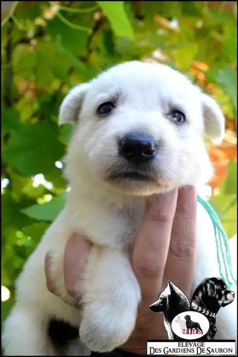 Berger Blanc Suisse photo 2