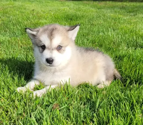 Alaskan Malamute  Chiot N°3 Des Marais De Courmont photo 2