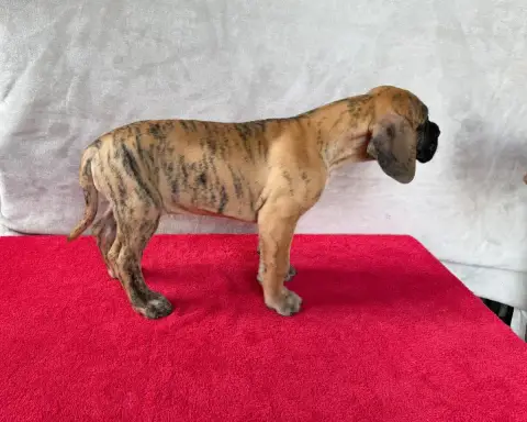 Dogue Allemand  Bia Du Torrent Royal photo 3
