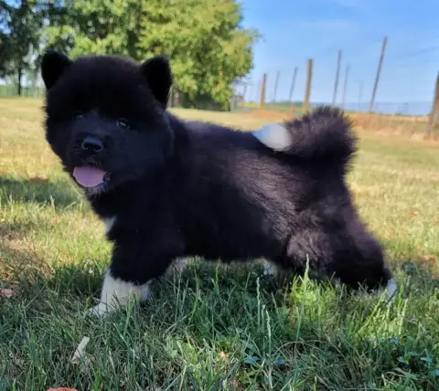 Akita Americain  Bikia Des Marais De Courmont
