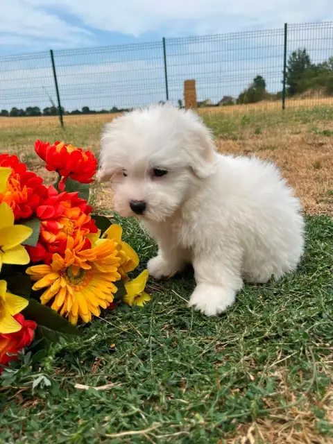 Coton De Tulear 
                        Becky De Jer 91746 photo 3