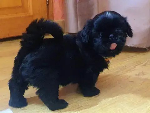Shih Tzu  Black Baccara The Tresors By Lou