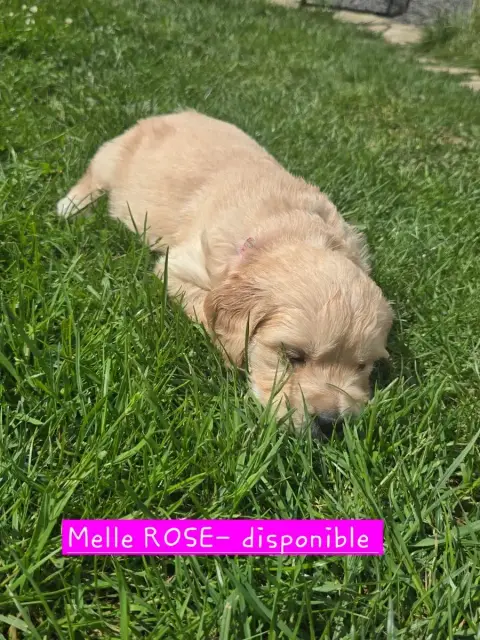 Golden Retriever  Chiot Rose De La Petite Garencière f566c