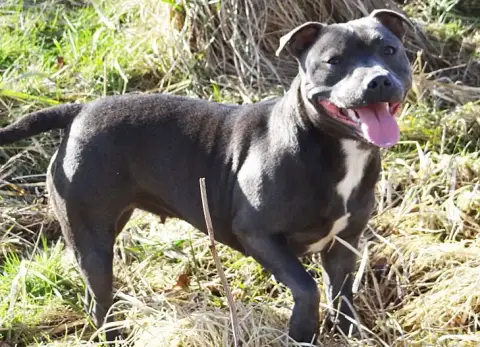 Staffordshire Bull Terrier  Brume Du Royaume De Baby  7f9f5 photo 3