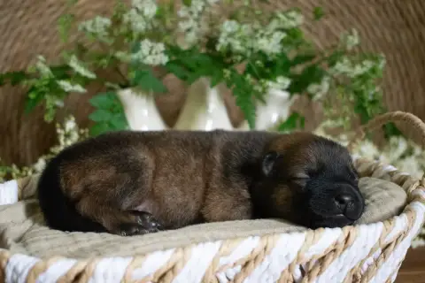 Eurasier  Mr Vert De Leyristone photo 2