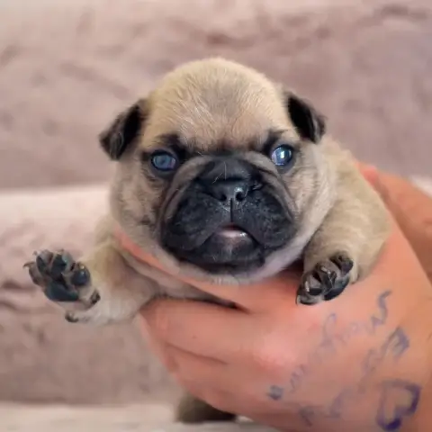 Bouledogue Français  Bennett Cross Des Loves Didi