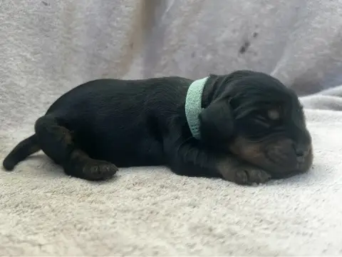 Cocker Spaniel Anglais  Collier Bleu -