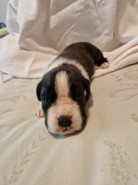 Boxer  Chiot N°3 De Yu Box