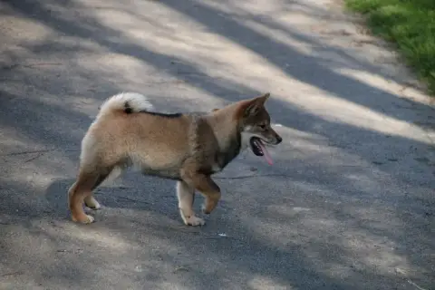 Shiba  Chiot 1 Des Legendes Du Triskel photo 3