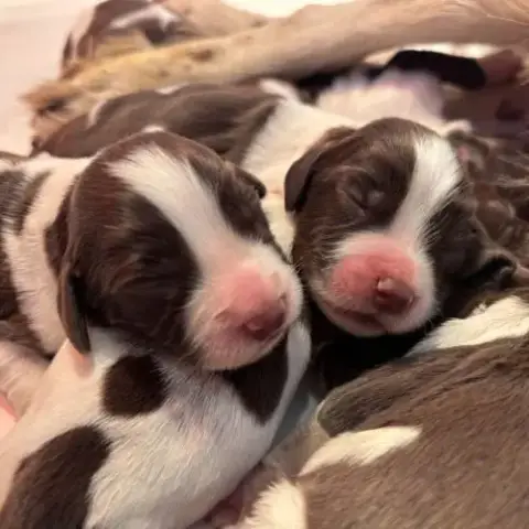 Chiots Springer Spaniel Lof À Réserver