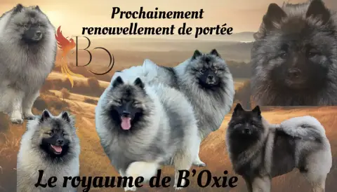 Spitz Allemand  Bb Chien Du Royaume De B’Oxie photo 2
