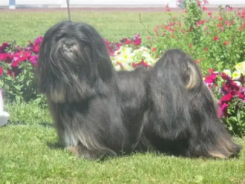 Lhassa Apso  Chiot N°2 De Dame Nature photo 2