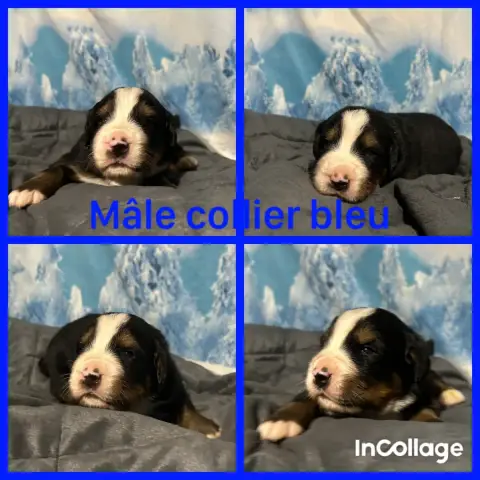 Bouvier Bernois  Chiot 3 De L'Horizon Des Costes photo 3