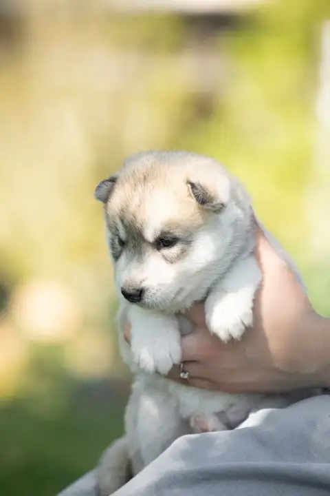 Siberian Husky  Bunny Zorsky photo 2