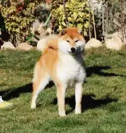 Shiba  Chiot 1 Allaikha'S photo 2