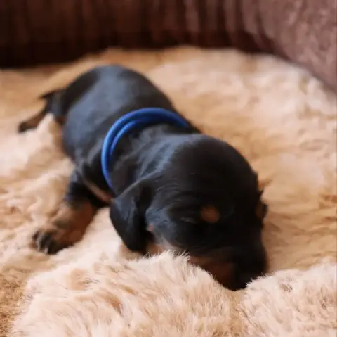 Teckel Poil Long  Chiot 3 Sweet Little Roses