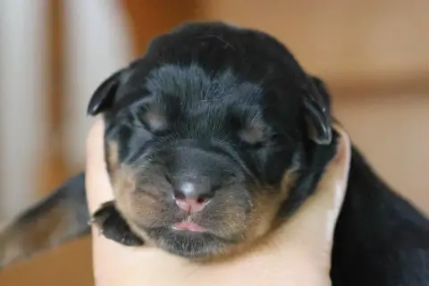 Rottweiler  Bugatti House Of Warrior photo 2