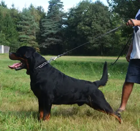 Rottweiler  Chiot N°1 Des Princes De Calvignac photo 3