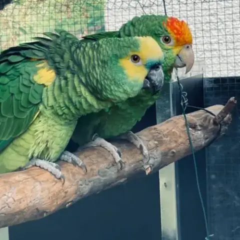 Couple De Amazone
