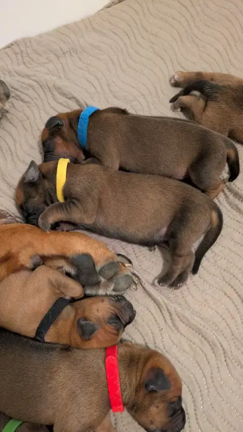 Rhodesian Ridgeback photo 2