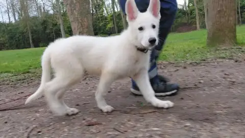 Berger Blanc Suisse  Aston Des Petites Pattes Blanche 70d7c photo 3