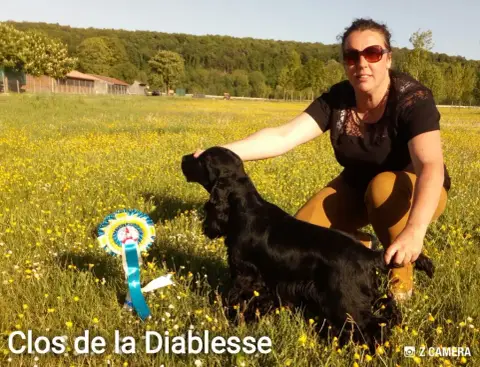 Cocker Spaniel Anglais  B... Des Adrilines D'Opale photo 2