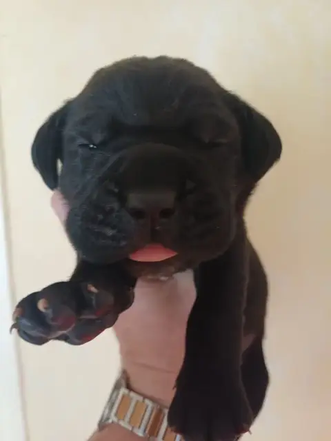 Cane Corso  Male Noir Bringé Collier Bleu Clair Des A 352e4