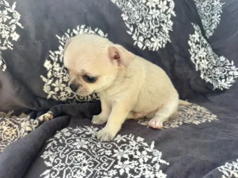 Chihuahua  Bonsaï