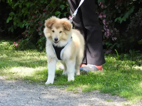 Shetland Sheepdog  Chiot N°2 Du Sapin Vert
