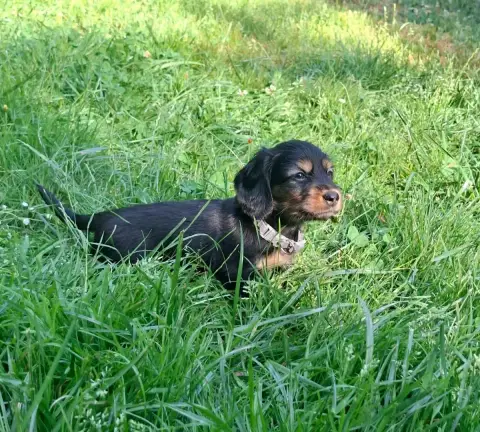 Teckel Poil Long  Chiot Gris Ace Of Wonderland photo 3