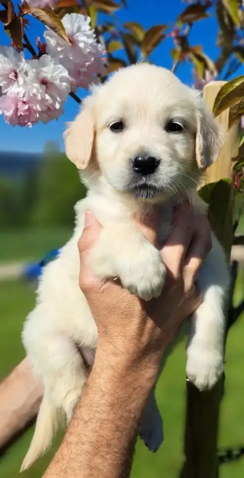 Golden Retriever  Brooke photo 2
