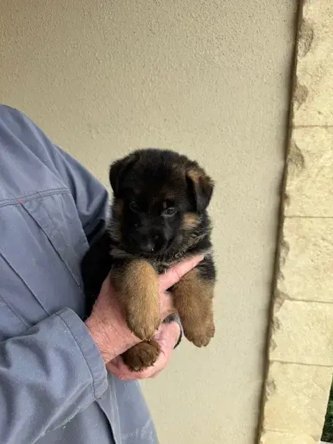 Berger Allemand  Chiot N°9 Des Sentiers Des Alpilles de556