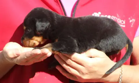 Berger De Beauce  Chiot 3 De Genevayse photo 3